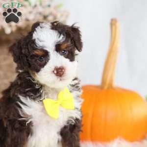 Flax, Mini Bernedoodle Puppy